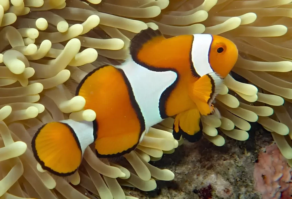 Um Peixe Palhaço Verdadeiro Amphiprion Percula.