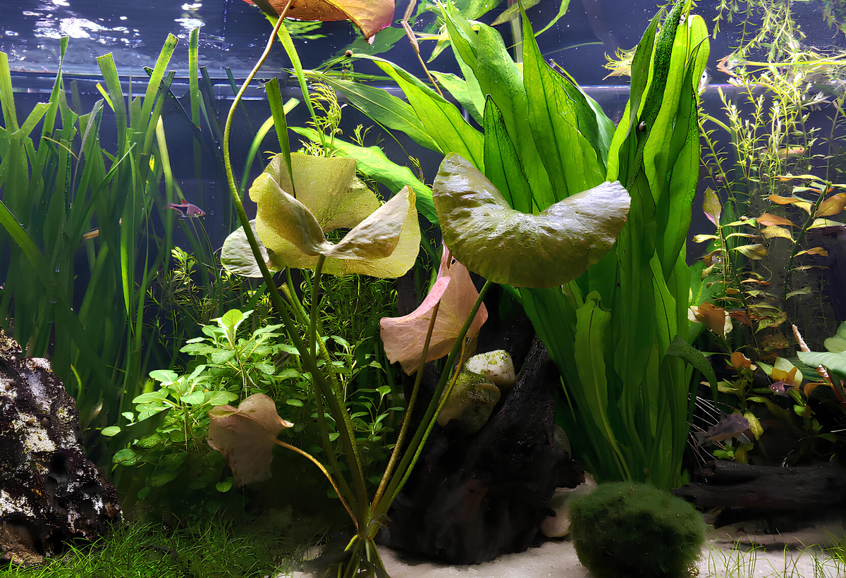 Um aquário com planta Banana Plant.