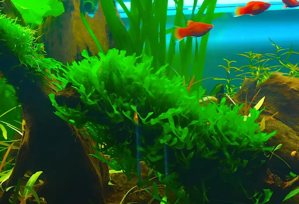 Um aquário com peixes nas cores laranja e plantas MONOSOLENIUM TENERUM .