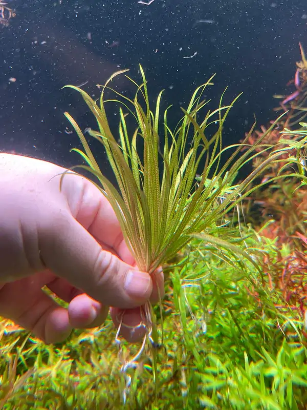 uma pessoa segurando uma planta aquática Blyxa japonica.