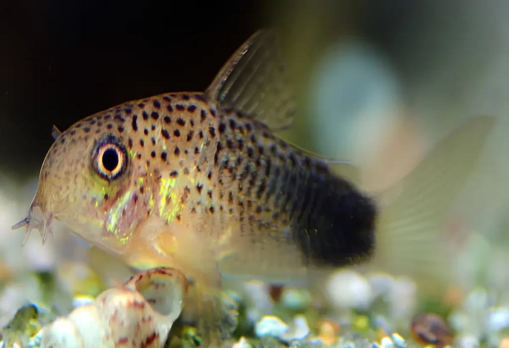 corydoras-similis