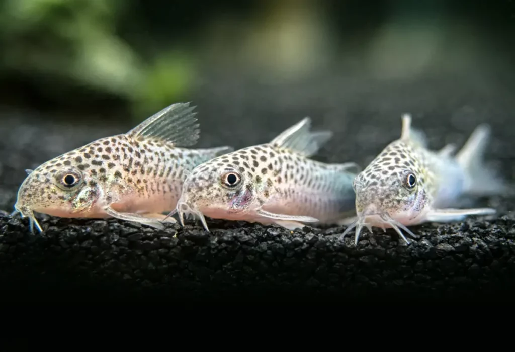 corydoras-similis