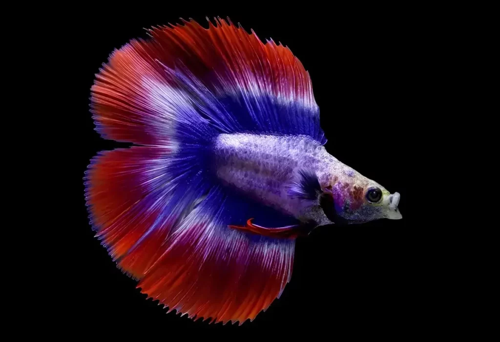 betta-double-tail