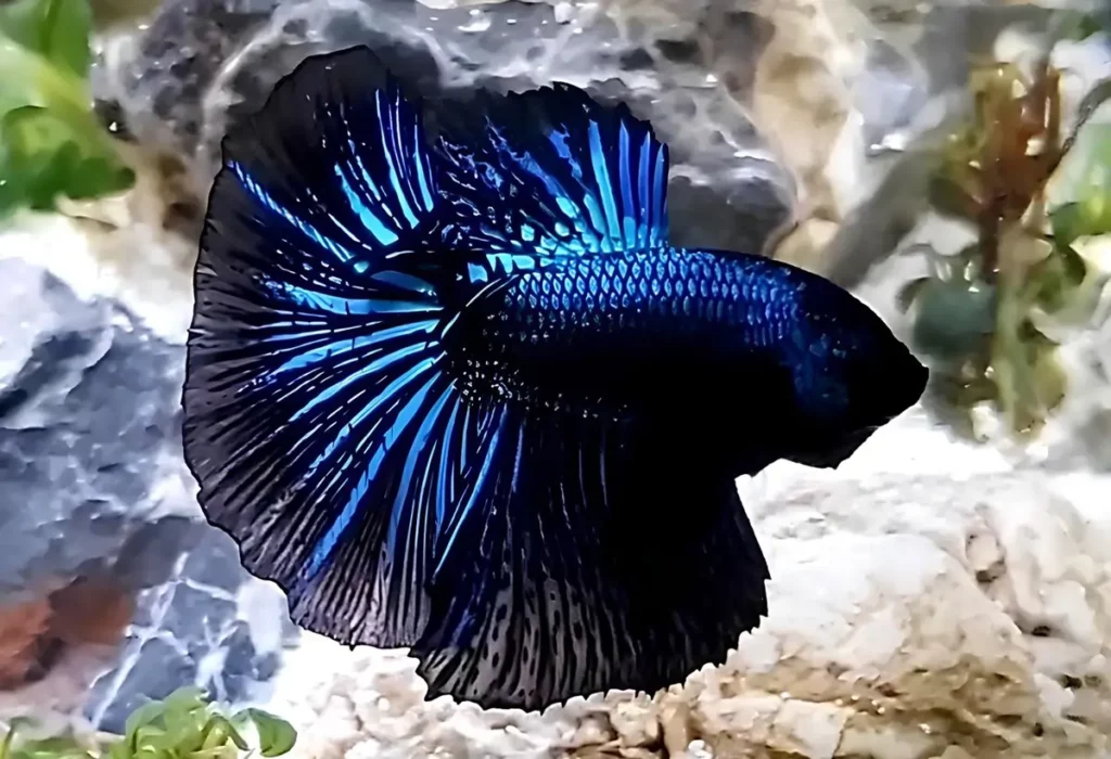 Peixe-Black-Orchid-Betta-2