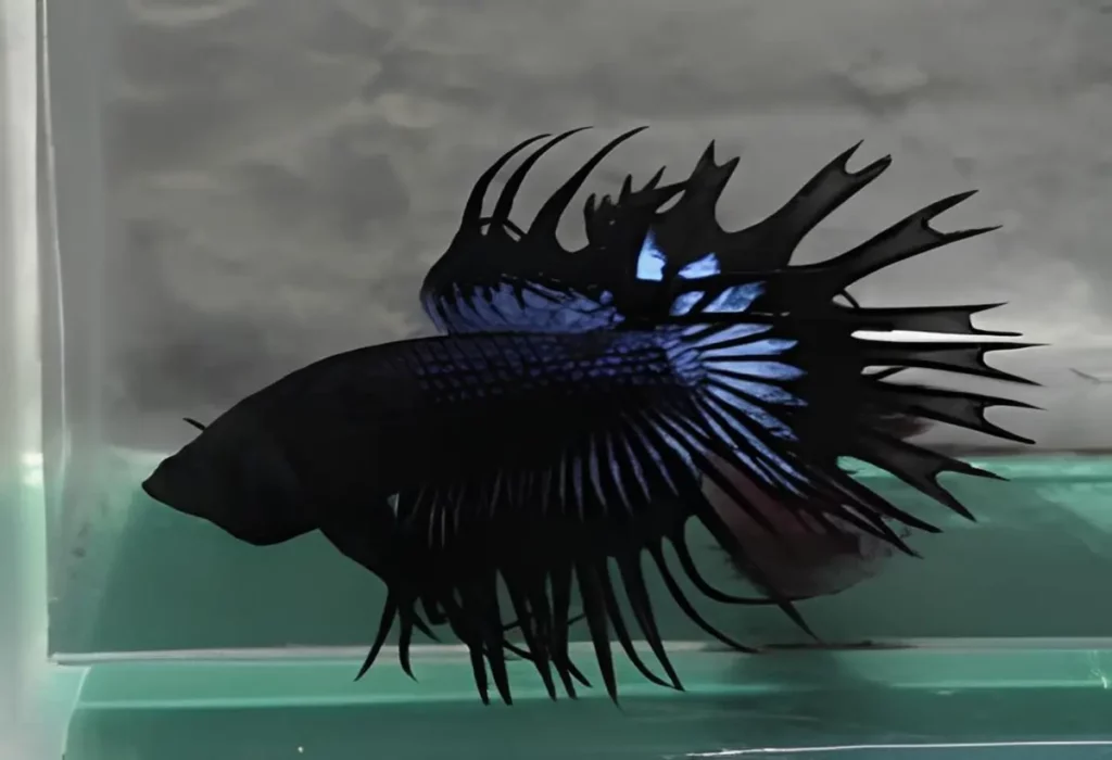 Peixe-Black-Orchid-Betta-2