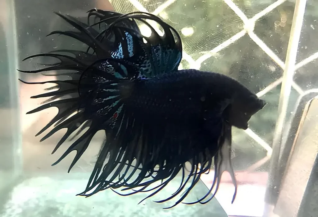 Peixe-Black-Orchid-Betta-2