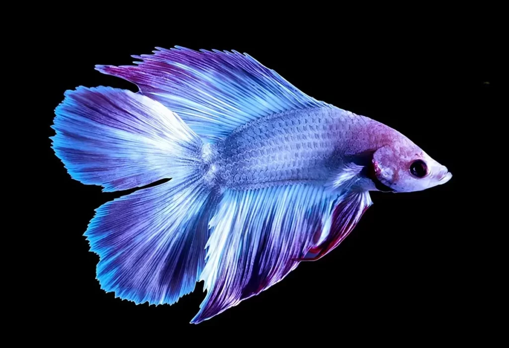 betta-double-tail