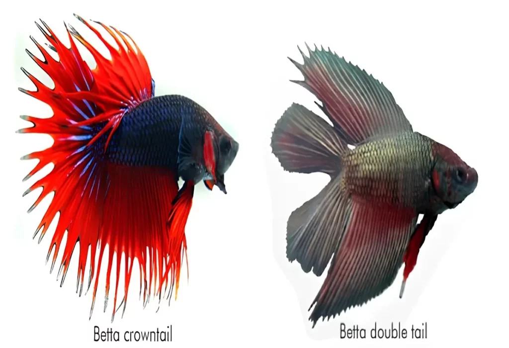 betta-double-tail