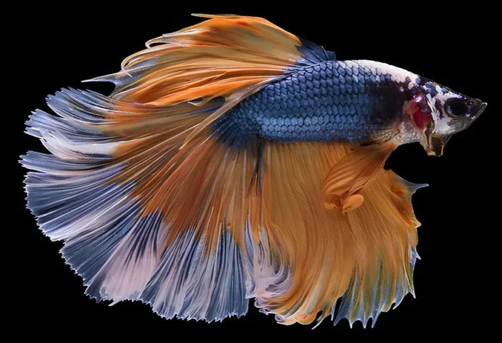 peixe-betta-halfmoon