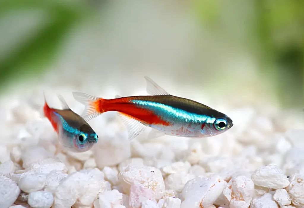 Peixe-Neon-Tetra