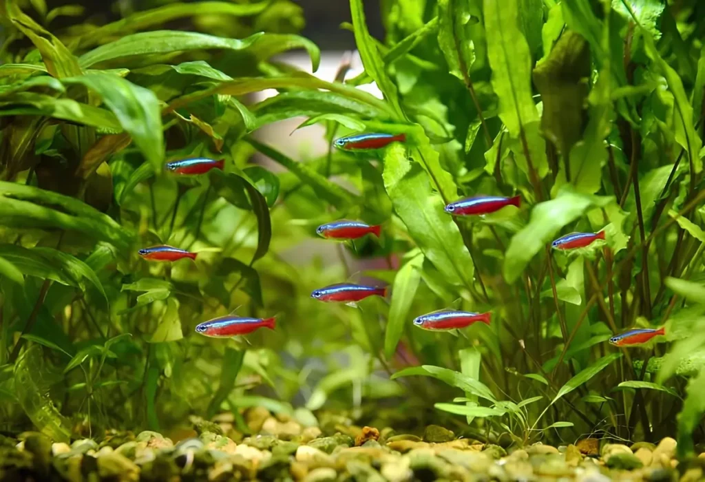 Peixe-Neon-Tetra