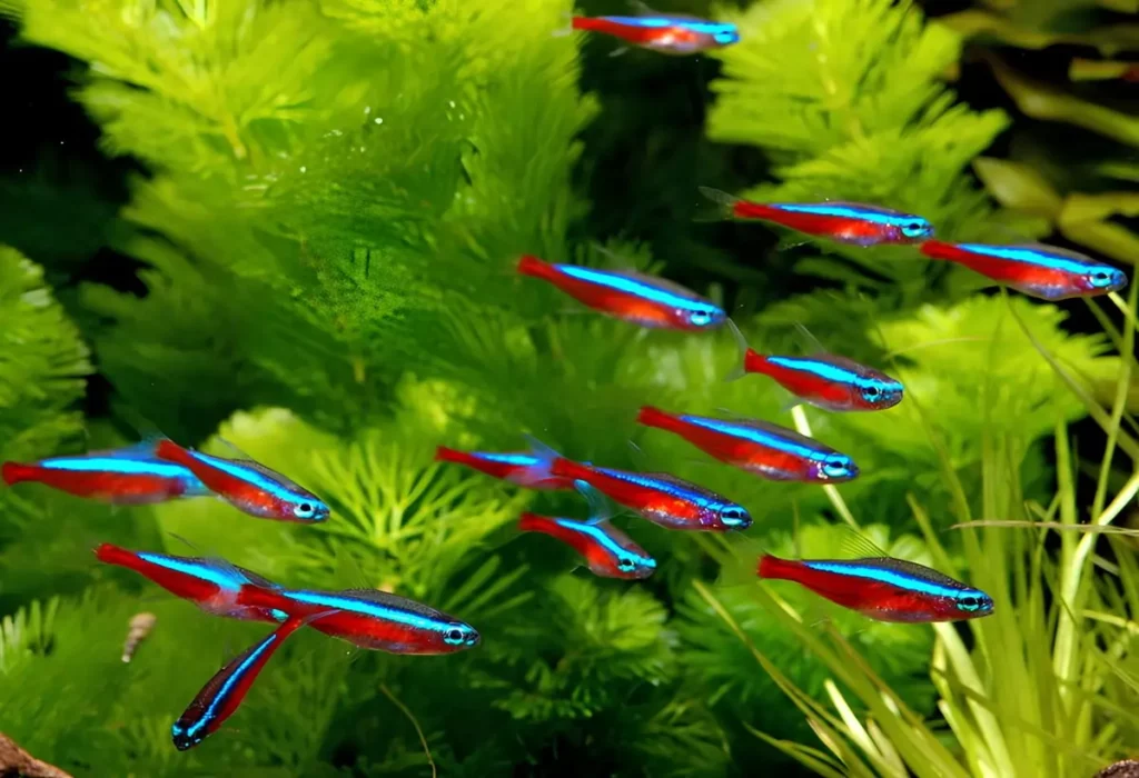 Peixe-Neon-Tetra