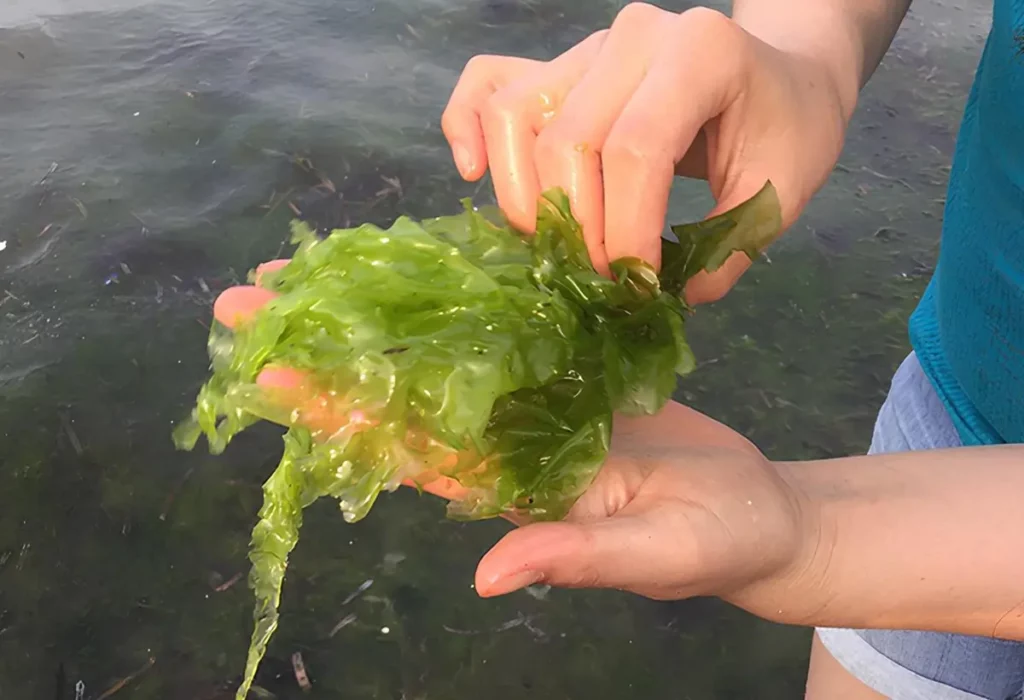 Meersalat-Ulva-lactuca