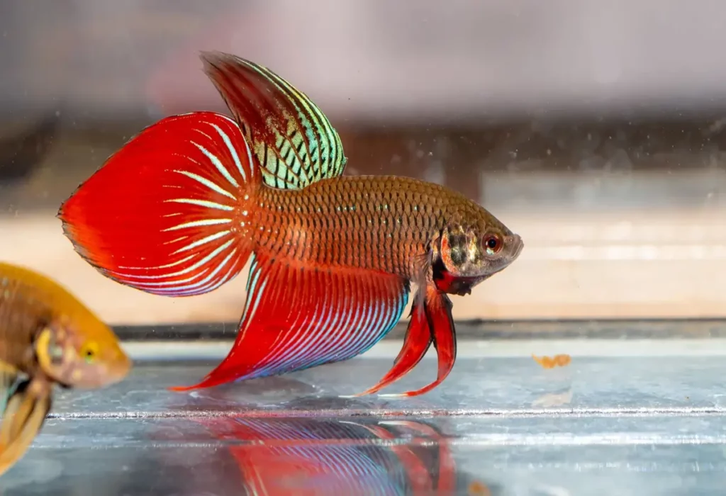 Veiltail-Bettas