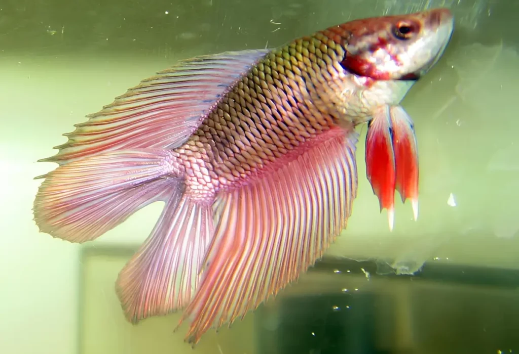 betta-double-tail