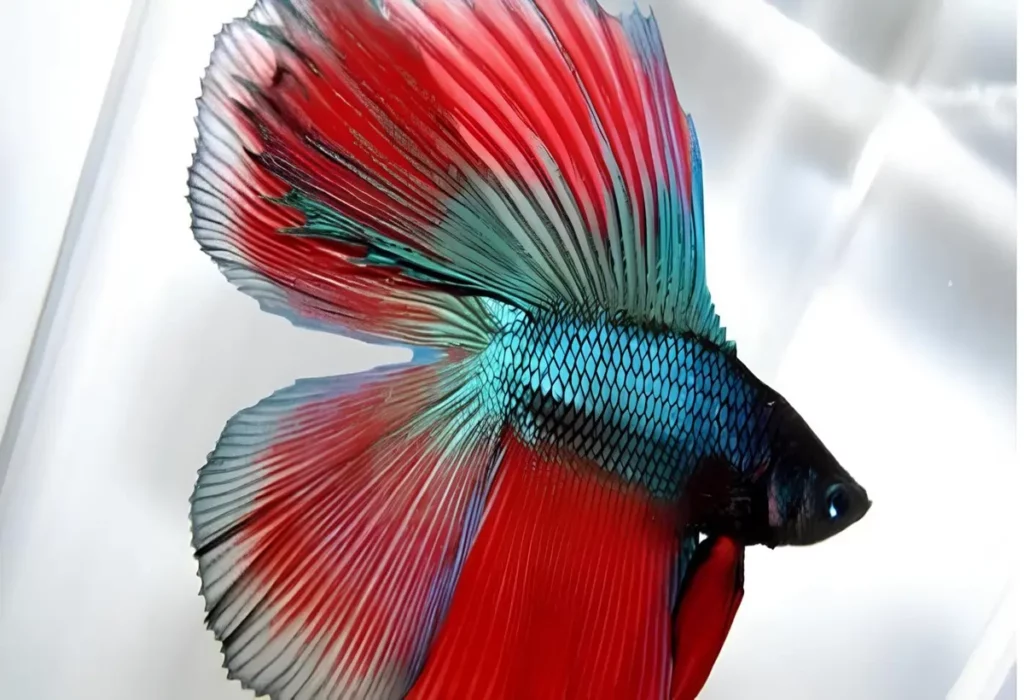 betta-double-tail