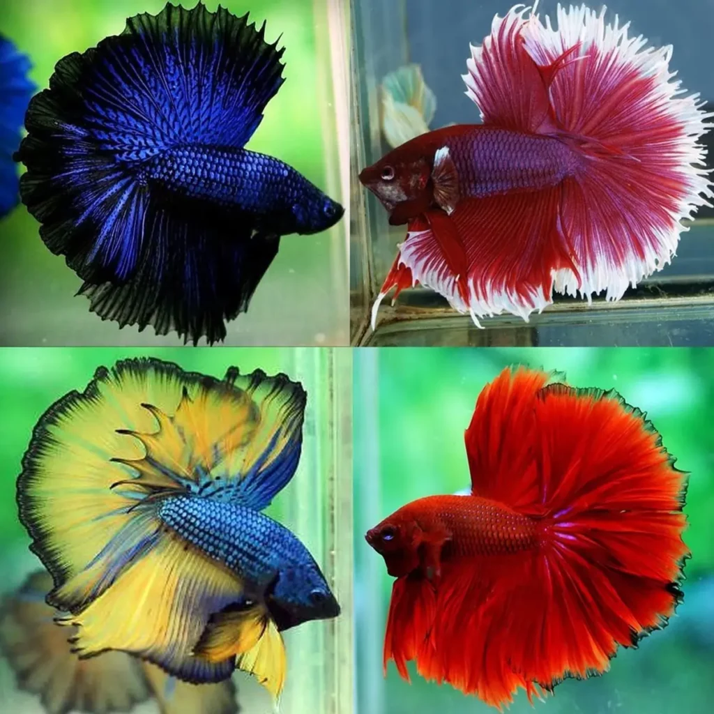 peixe-betta-halfmoon