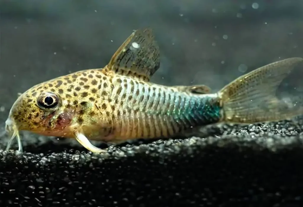 corydoras-similis